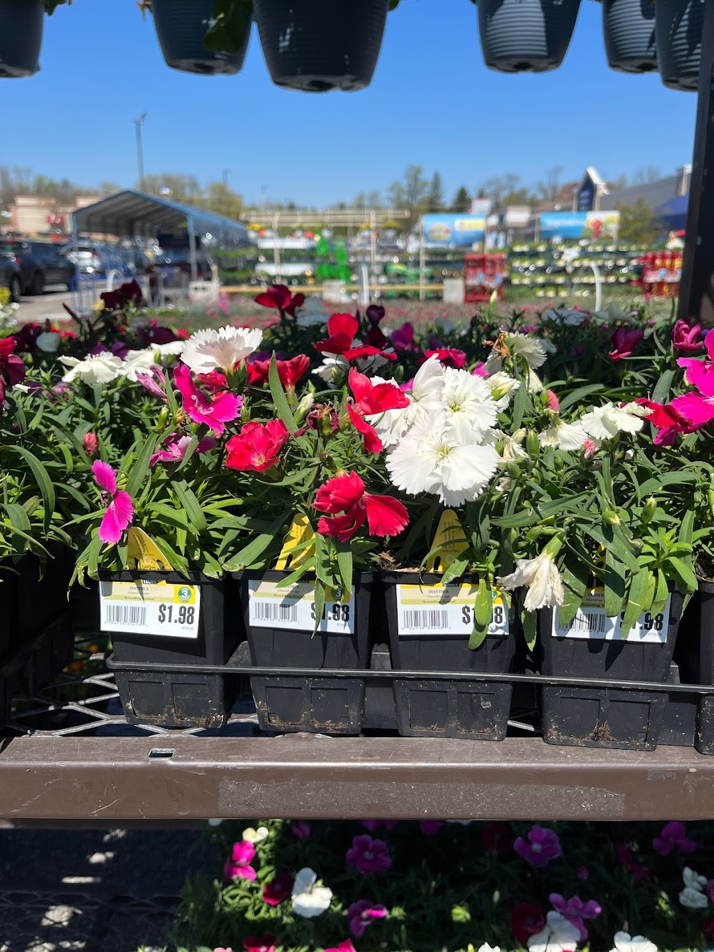 Lowes Garden Center | 5005 Edgmont Ave, Brookhaven, PA 19015 | Phone: (610) 990-8186