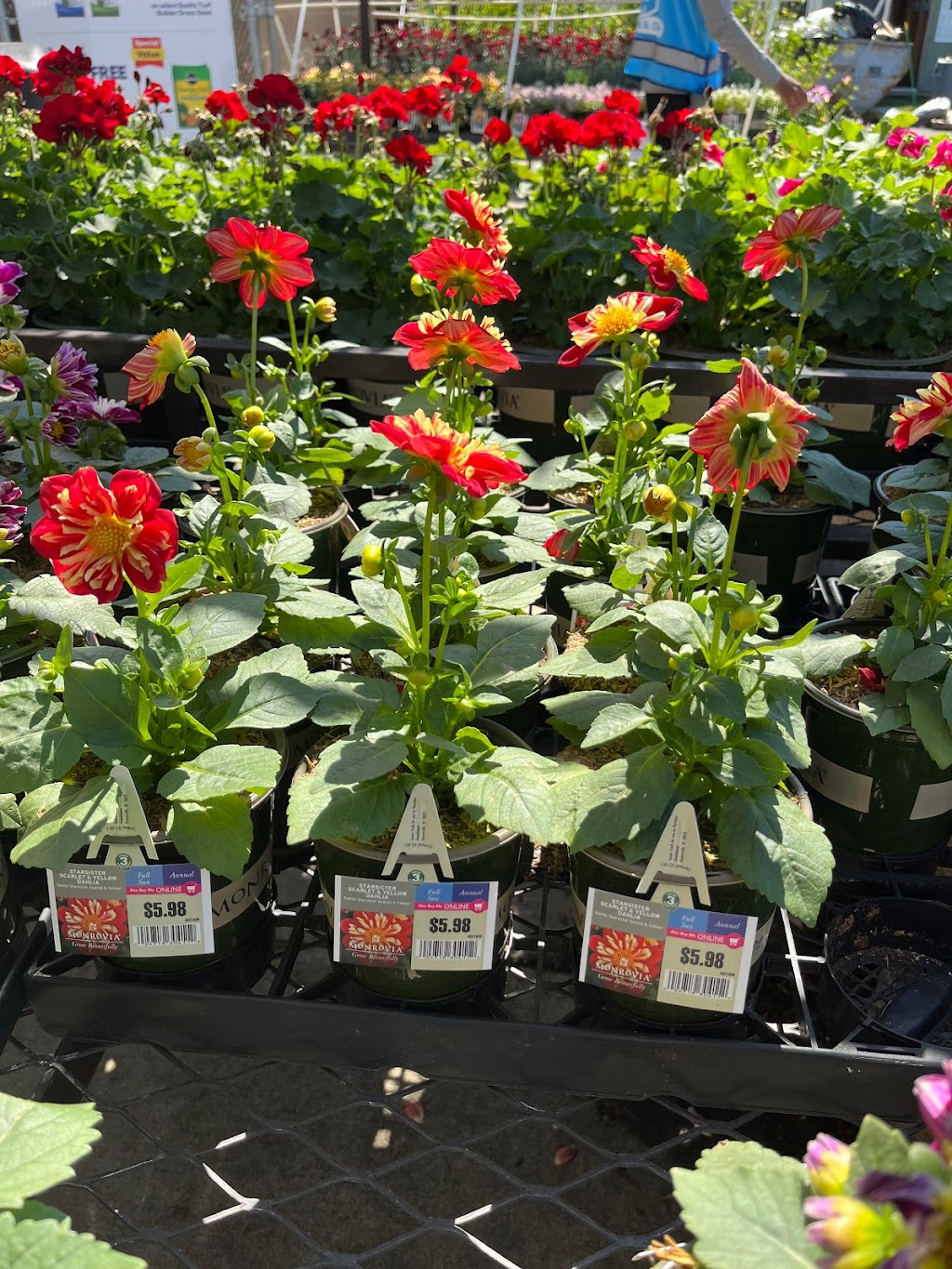 Lowes Garden Center | 5005 Edgmont Ave, Brookhaven, PA 19015 | Phone: (610) 990-8186