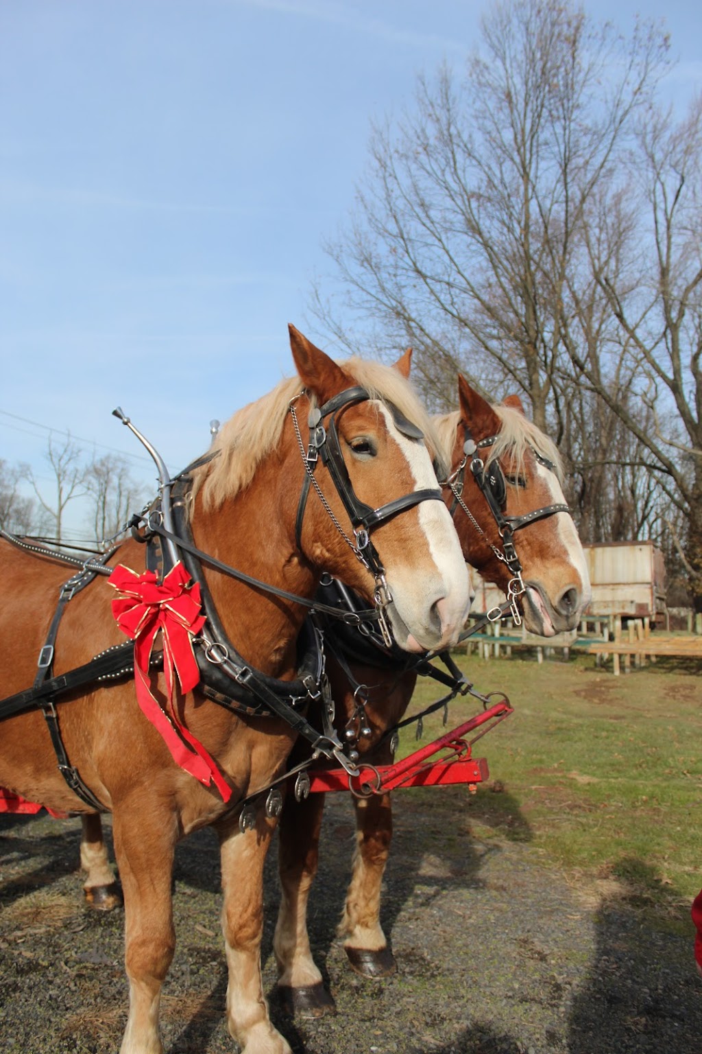 Froehlichs Farm & Garden Center | 3143 York Rd., Furlong, PA 18925 | Phone: (215) 794-8733