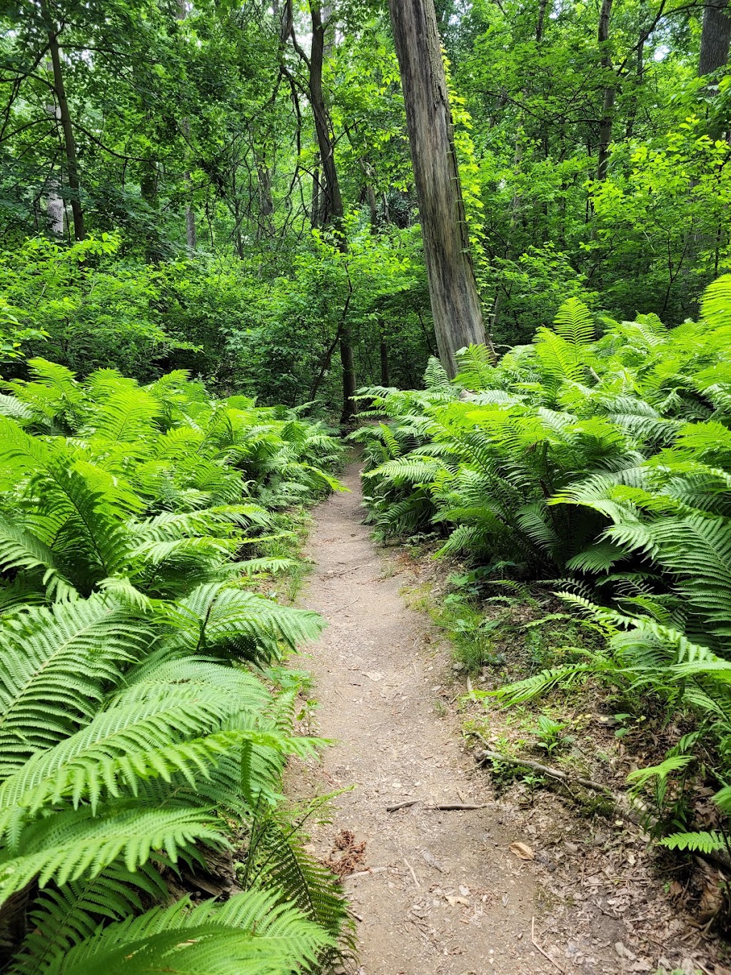 Natural Lands Saunders Woods Preserve | 1020 Waverly Rd, Gladwyne, PA 19035 | Phone: (610) 353-5587