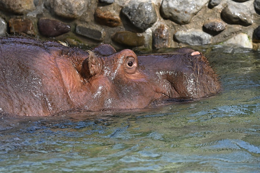 Hippo Habitat | 3400 W Girard Ave, Philadelphia, PA 19104 | Phone: (215) 243-1100