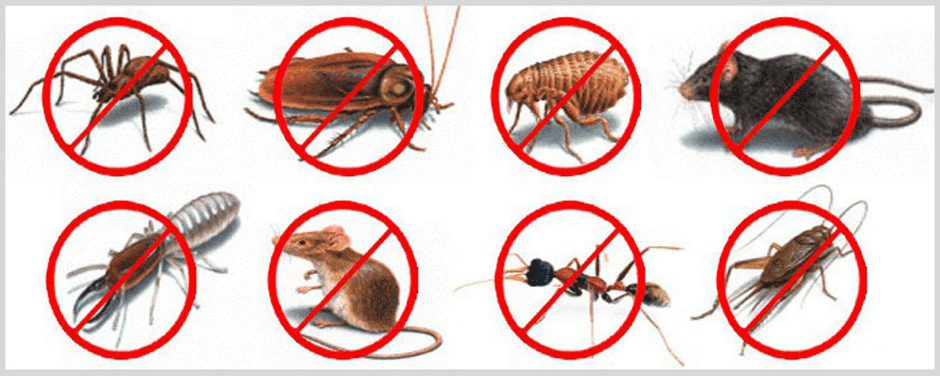 BROTHERS PEST CONTROL SERVICES | 1141 E Durham St, Philadelphia, PA 19150 | Phone: (215) 206-1776