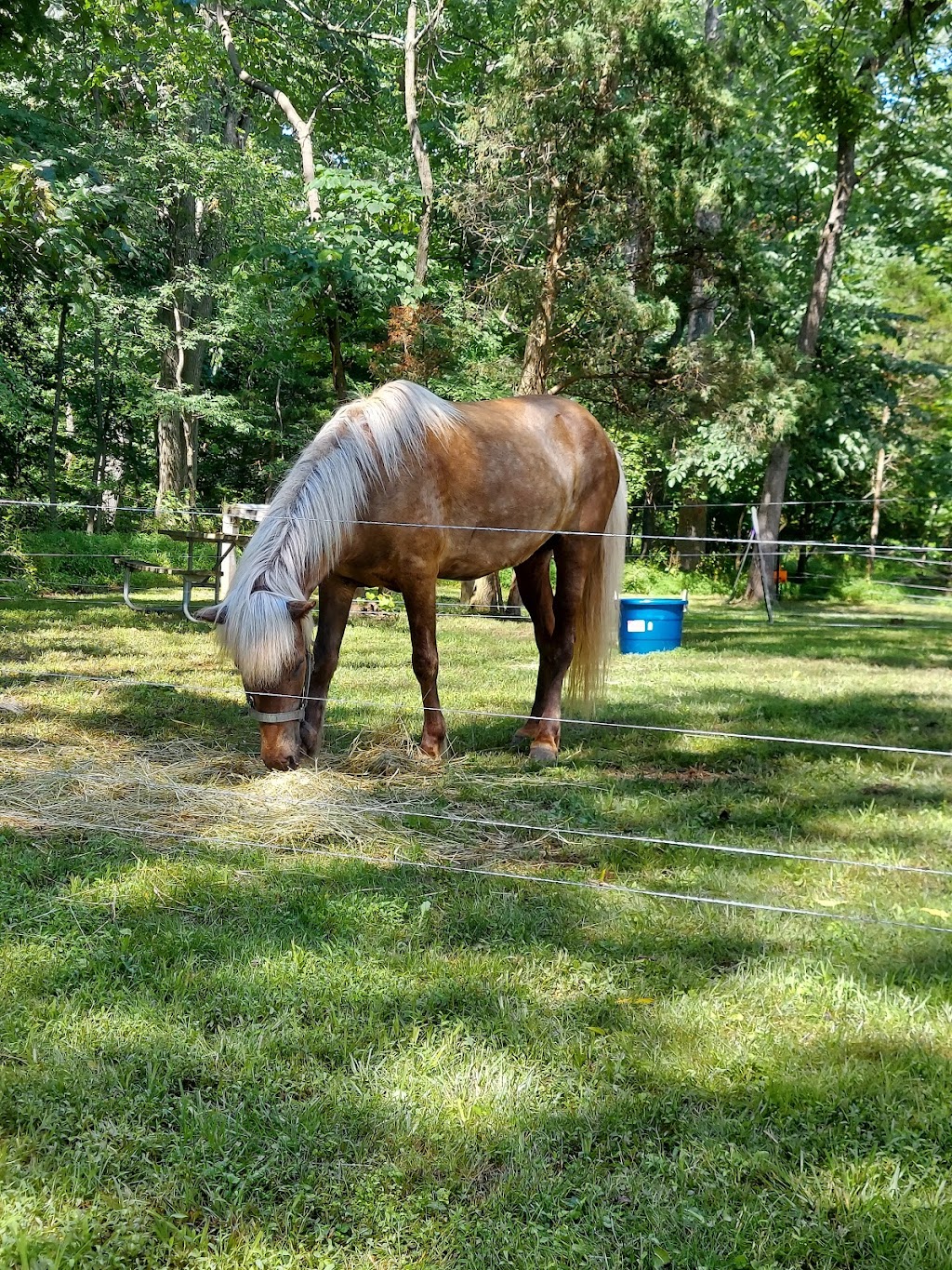 Marino Equestrian Campground | 2871-2899 Hill Rd, Green Lane, PA 18054 | Phone: (215) 234-4528