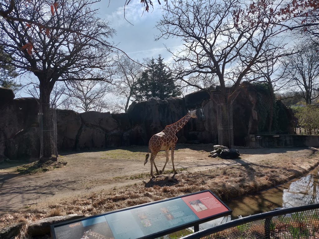 Giraffe Habitat | 3400 W Girard Ave, Philadelphia, PA 19104 | Phone: (215) 243-1100