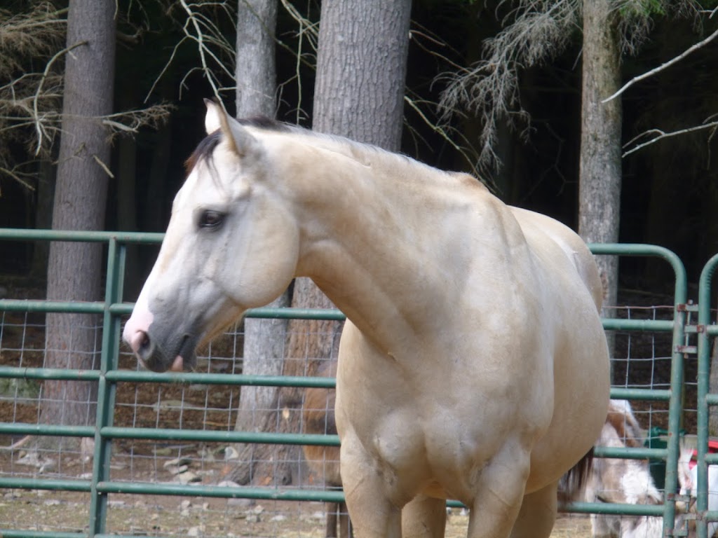 Lites Horse Ranch ... LLC | 848 Whitehall Rd, Williamstown, NJ 08094 | Phone: (954) 608-0807