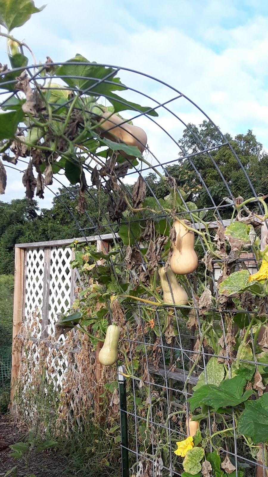 Pennington Park Community Garden | Creek Rd, Delanco, NJ 08075 | Phone: (856) 642-3850