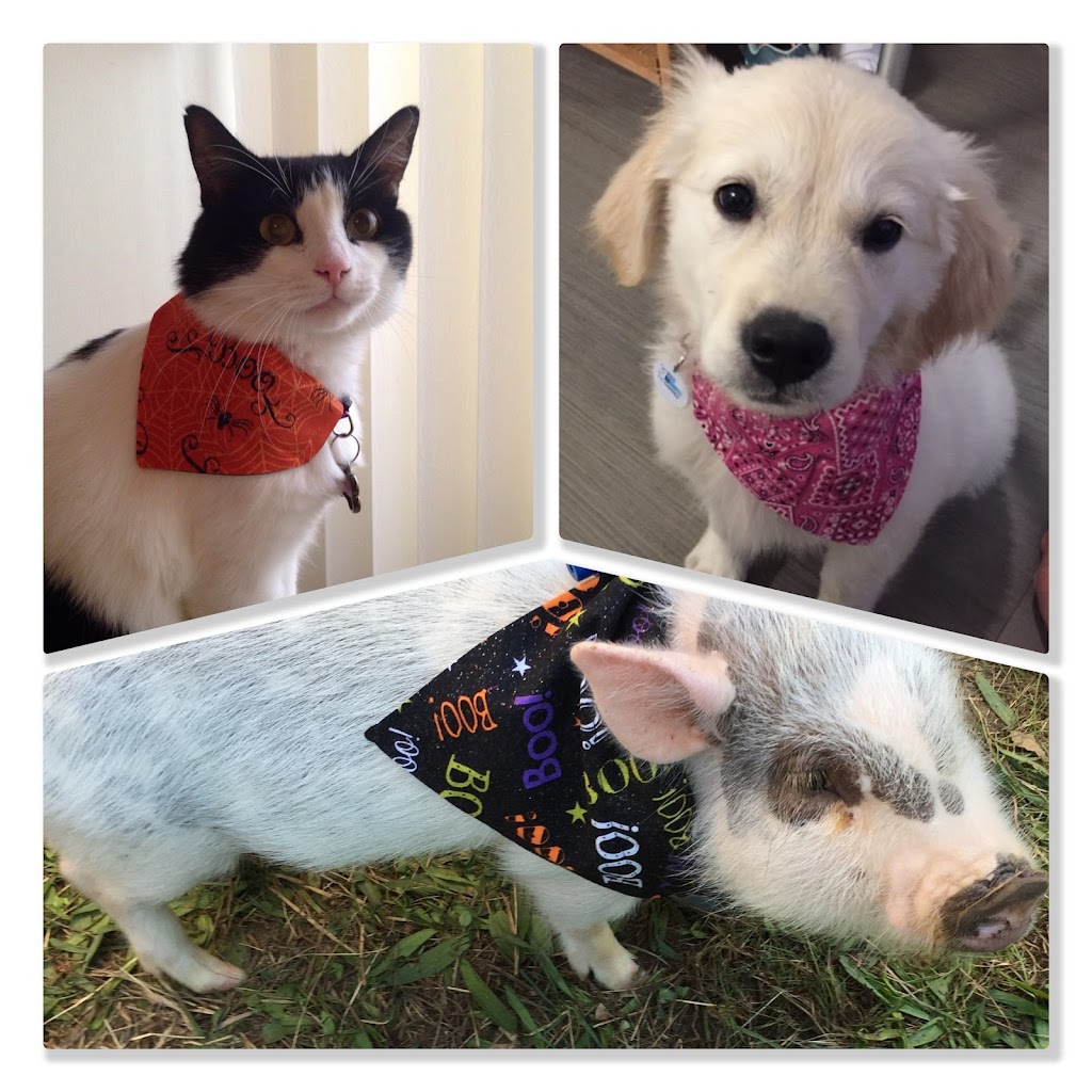 Pet Bandanas USA | 16 Buttonwood Dr, Bordentown, NJ 08505 | Phone: (609) 284-4369