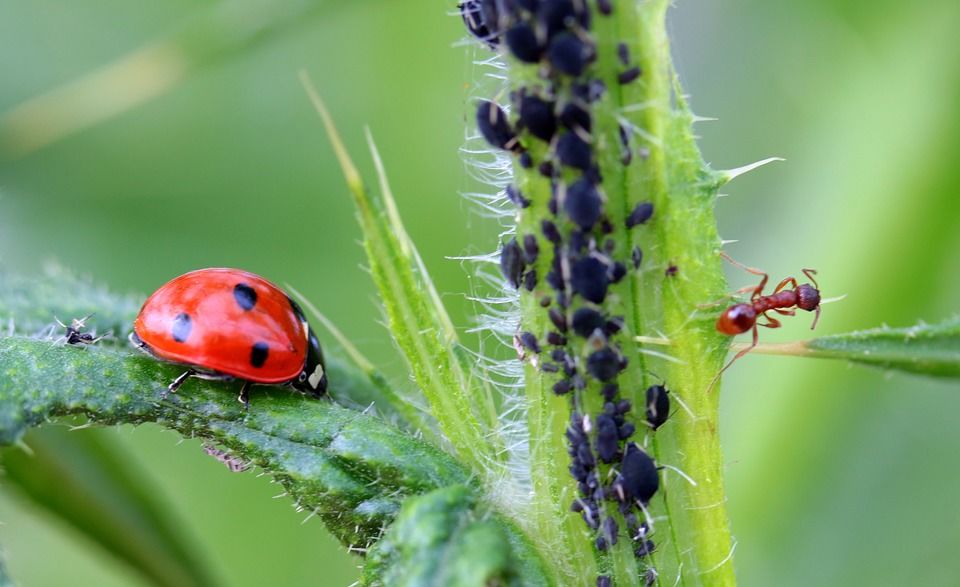 Township Pest Control | 237 Snapdragon St, Warrington, PA 18976 | Phone: (215) 416-0240