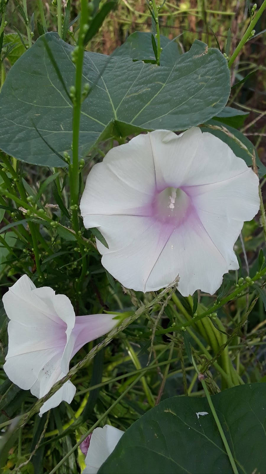 Pennington Park Community Garden | Creek Rd, Delanco, NJ 08075 | Phone: (856) 642-3850