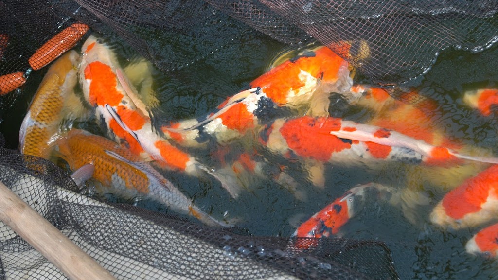 USA Koi | 463 Fish Pond Rd, Glassboro, NJ 08028 | Phone: (856) 881-7088