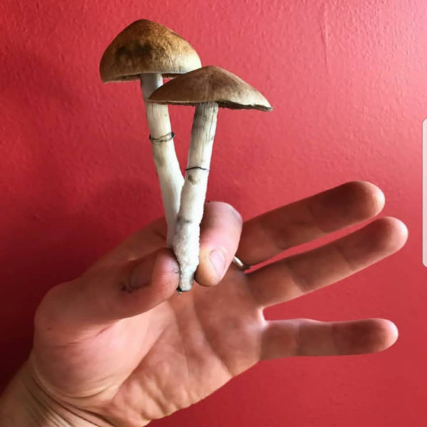 Magic Mushrooms Shop | 3218 D, 3218 McMichael St, Philadelphia, PA 19129 | Phone: (219) 440-2497